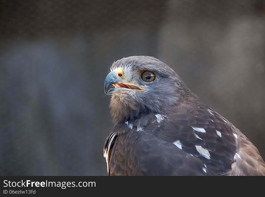 Close up of a jackal buzzard ( Buteo rufofuscus ) at the Radical Raptors bird sanctuary in South Africa.