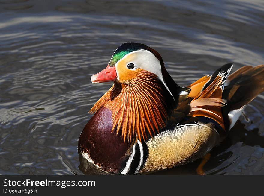 Beautiful Mandarin duck close up