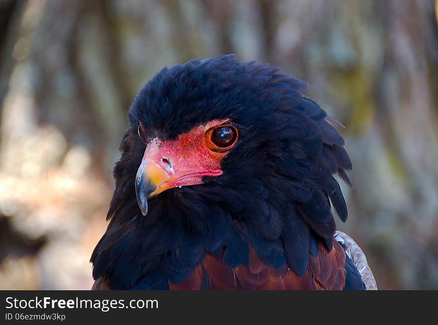 A close up of a Bateleur eagle or Terathopius ecaudatus in a sanctuary in South Africa. A close up of a Bateleur eagle or Terathopius ecaudatus in a sanctuary in South Africa.