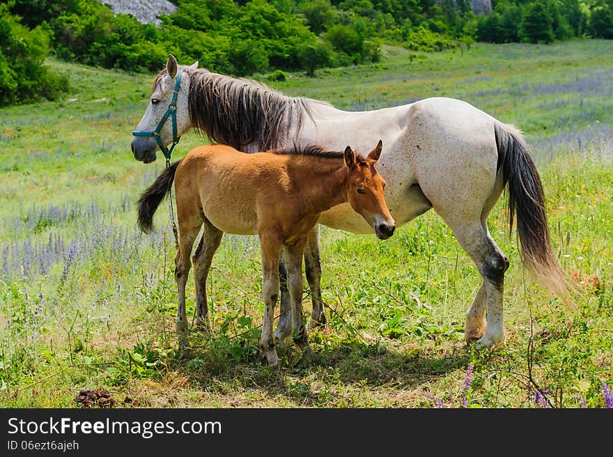 Foal And His Mother Horse, Breastfeeding