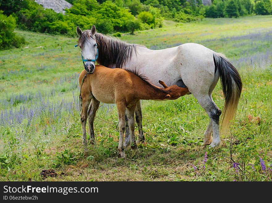 Foal and his mother Horse, breastfeeding