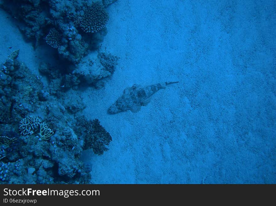 Crocodile fish lies deep in the ocean floor in aegytpen while dive. Crocodile fish lies deep in the ocean floor in aegytpen while dive