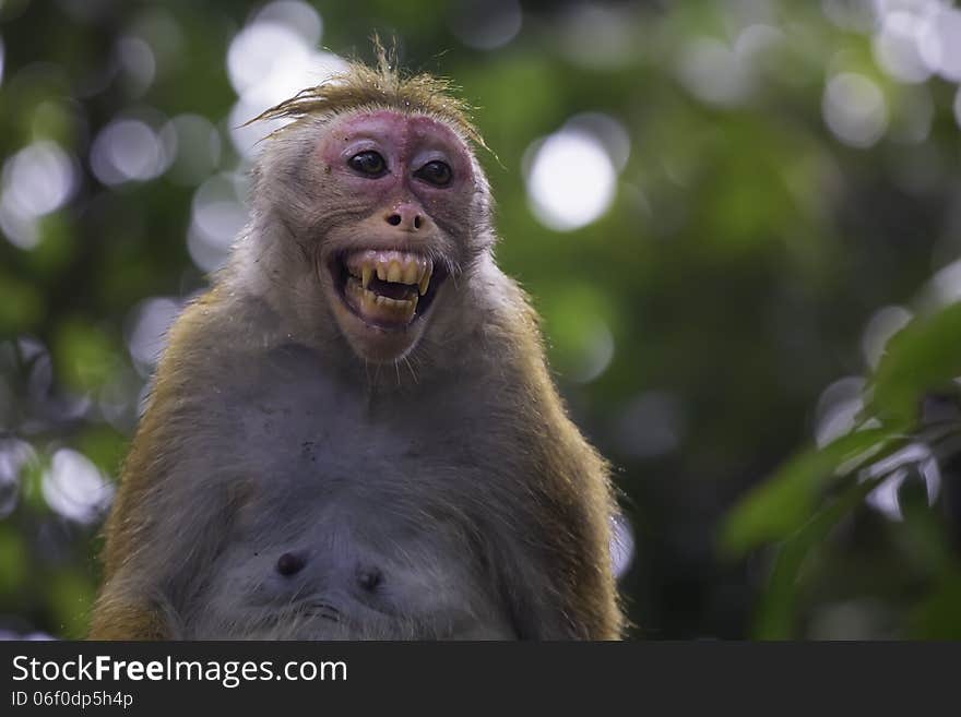 Toque macaque in Sri Lanka jungle. Toque macaque in Sri Lanka jungle