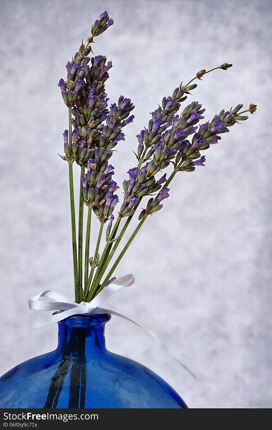 Fragrant Lavender