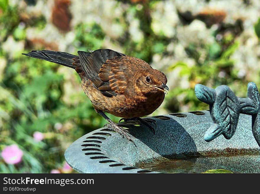 Blackbird At The Birdbath