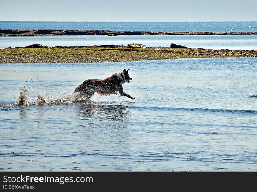 A large dog having fun splashing in the water. A large dog having fun splashing in the water.