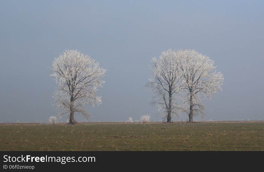 Beautiful view seen from a driven car. Crop of white frozen trees. Beautiful view seen from a driven car. Crop of white frozen trees