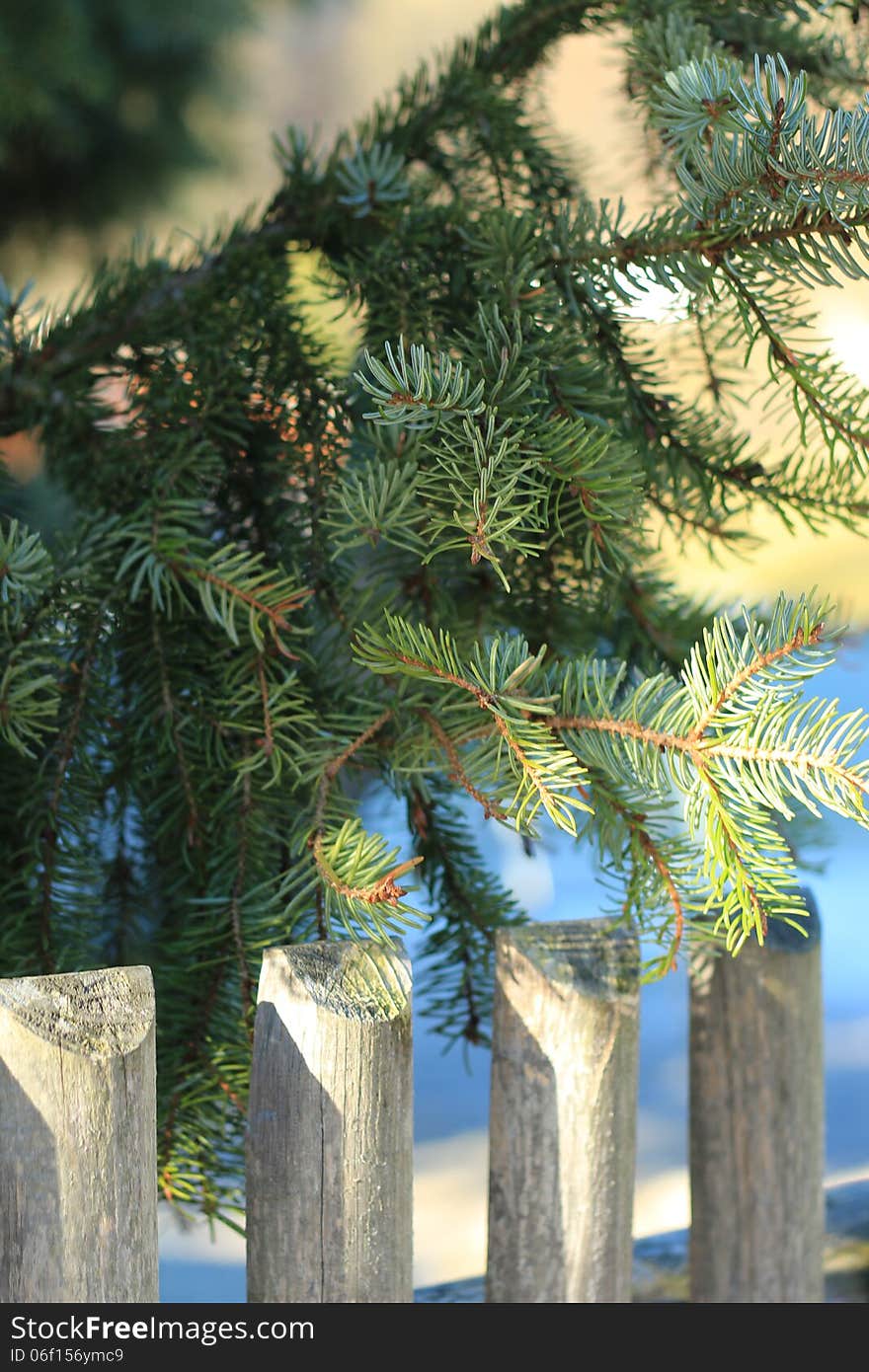 Fir Branches