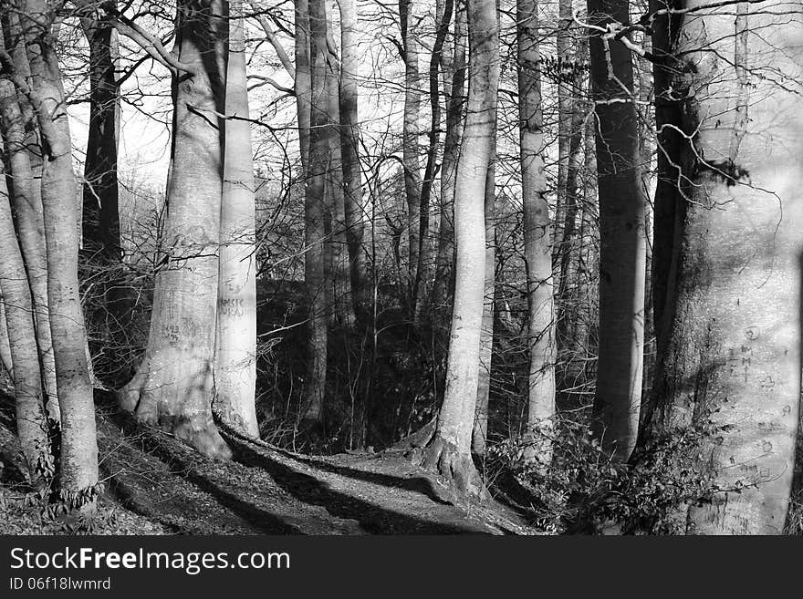 Generic vegetation in winter season. Generic vegetation in winter season