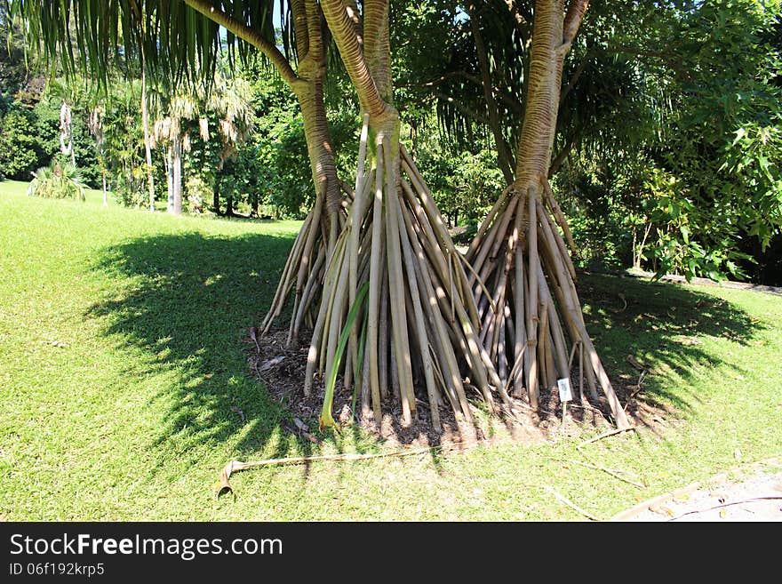 Pandanus Tectorius Trunk