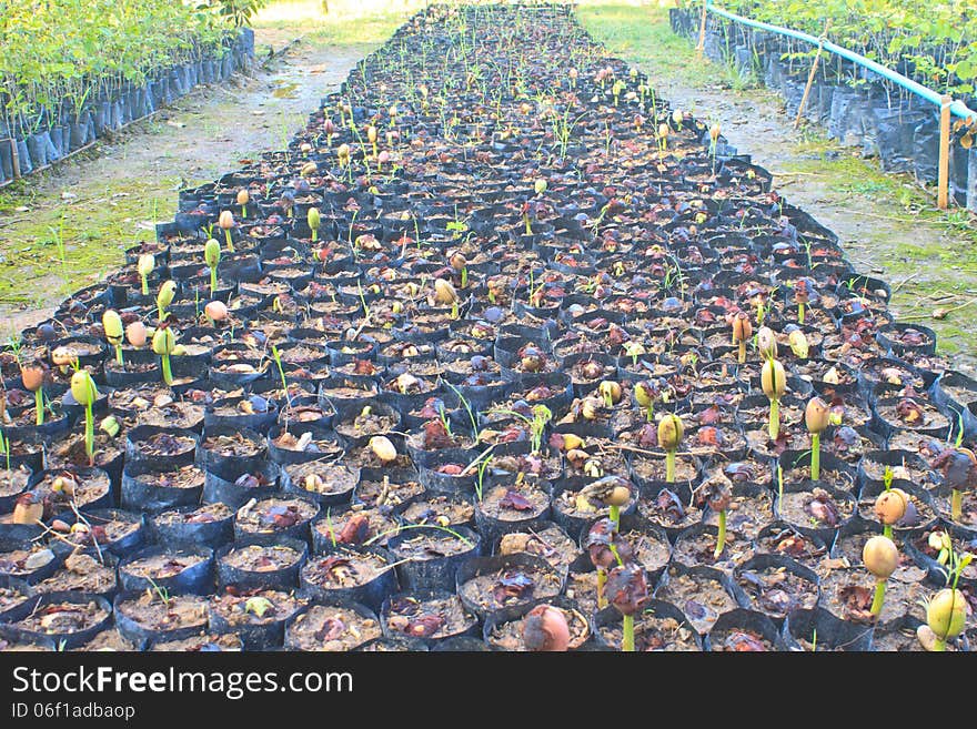 Green sprout growing from seed in field