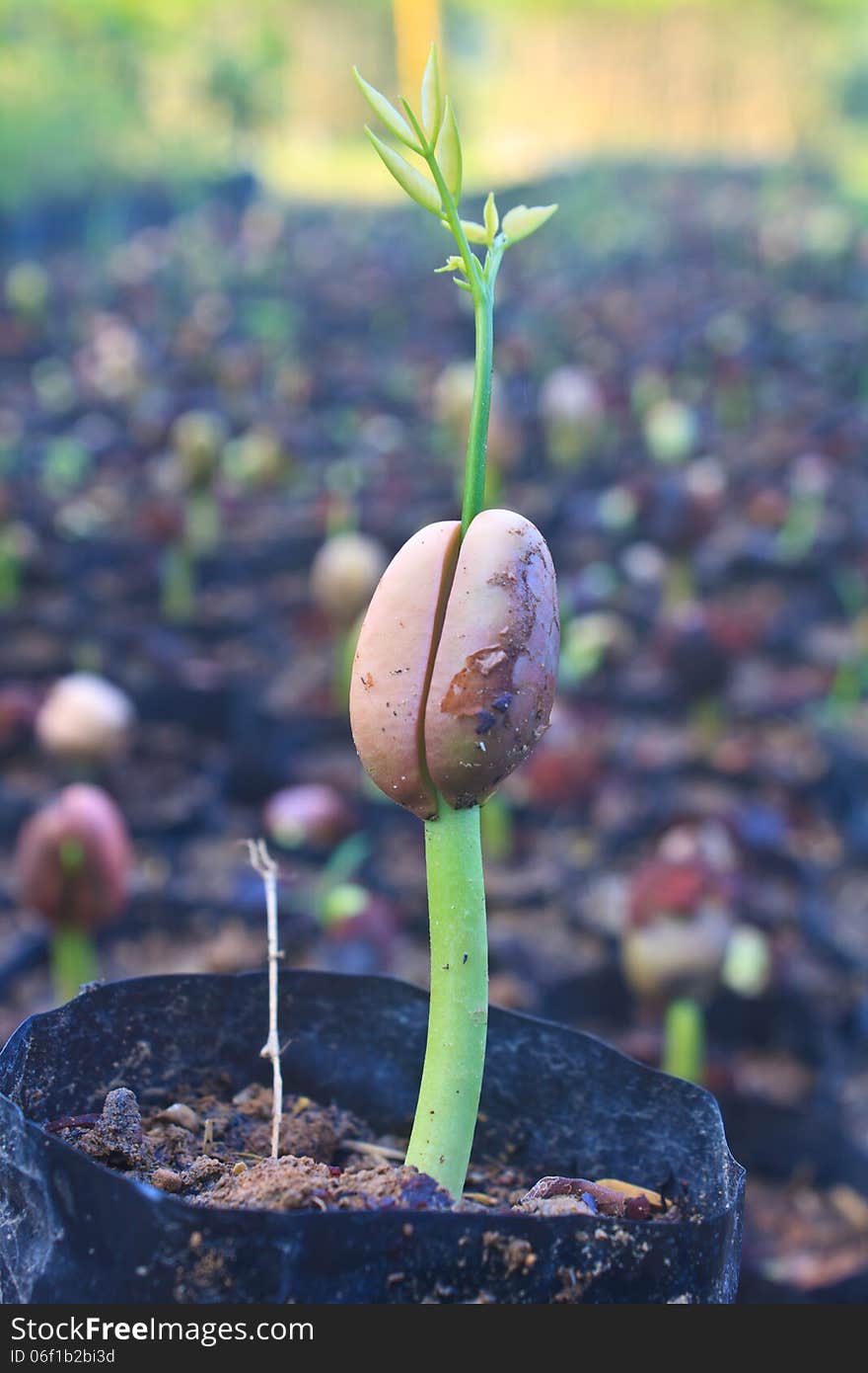 Green sprout growing from seed in field