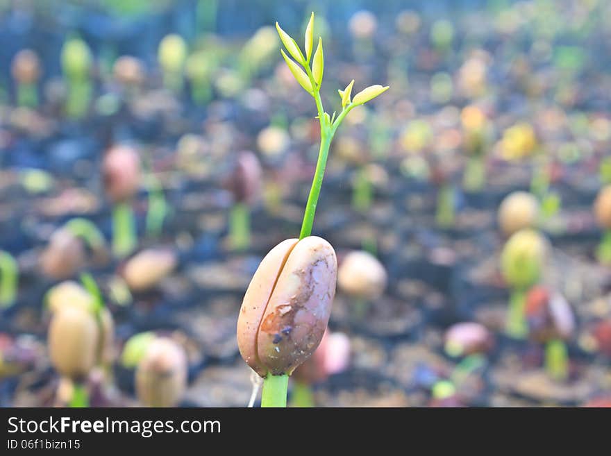 Green sprout growing from seed in field