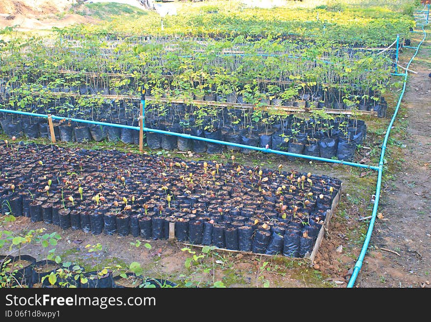 Green sprout growing from seed in field