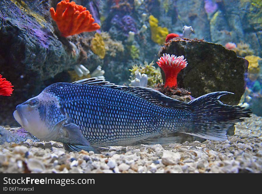 This large fish slides gracefully along the aquarium floor. This large fish slides gracefully along the aquarium floor.