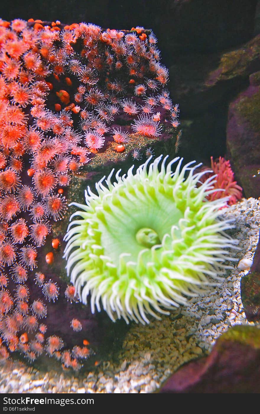 A bright yellow sea anemone in a salt water aquarium