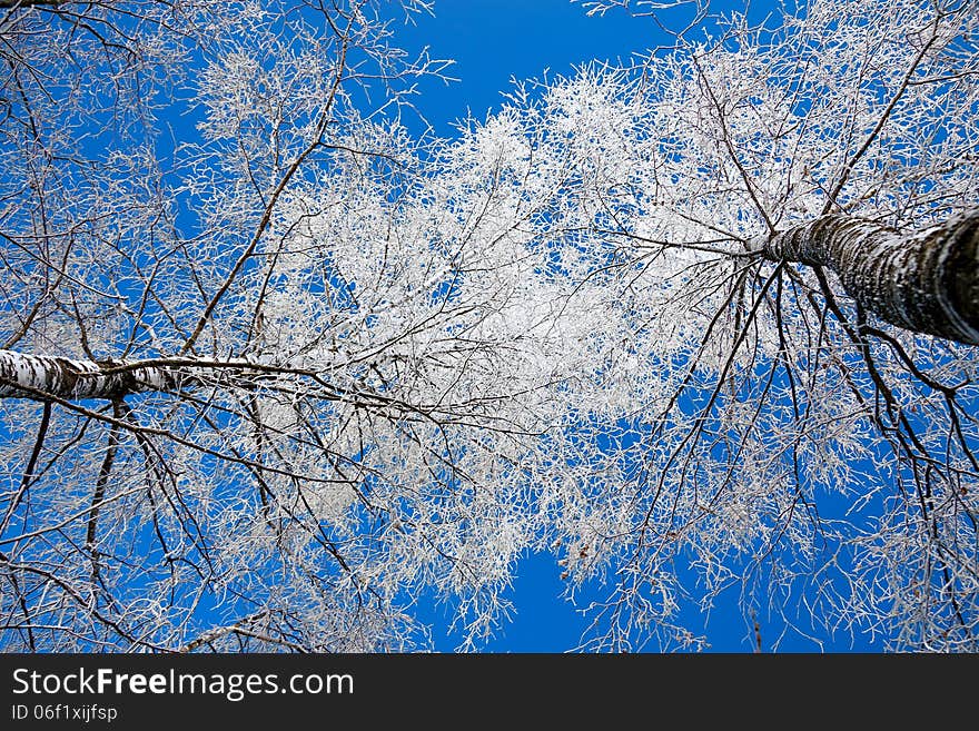 Trees in the winter covered with snow