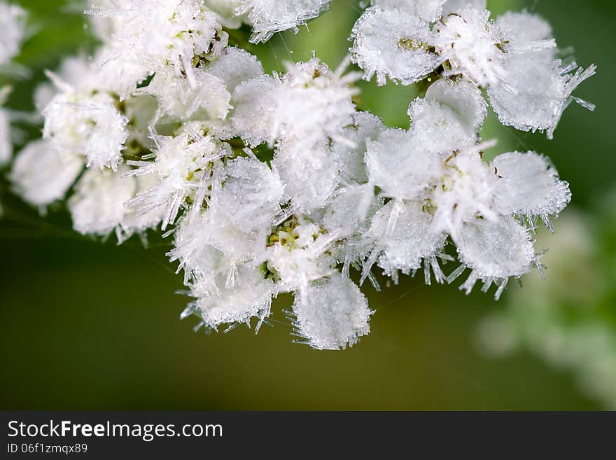 White Flowers Are Covered With Hoarfrost