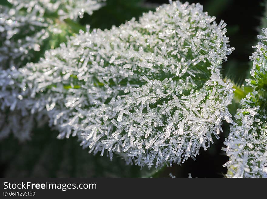 Green grass covered with hoarfrost