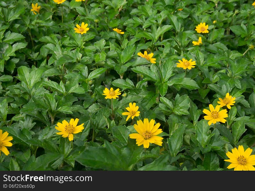 Little yellower flowet field with green leaf. Little yellower flowet field with green leaf