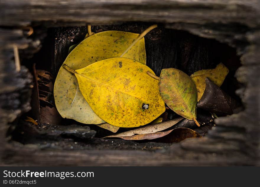 Yellow leaf in a wood hole. Yellow leaf in a wood hole