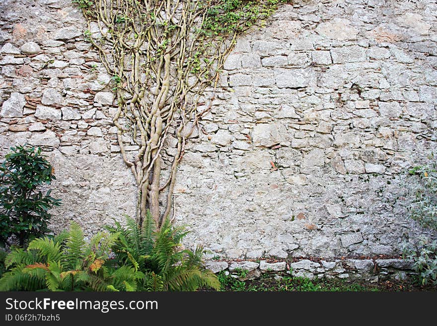 Tree On The Wall