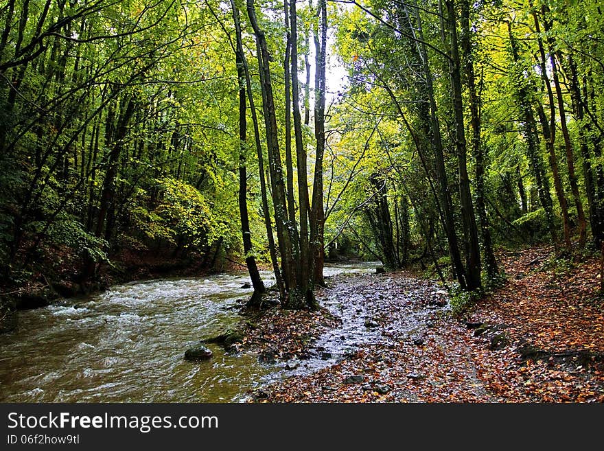 Autumn Trees Along The River Alyn, Rhydymwyn