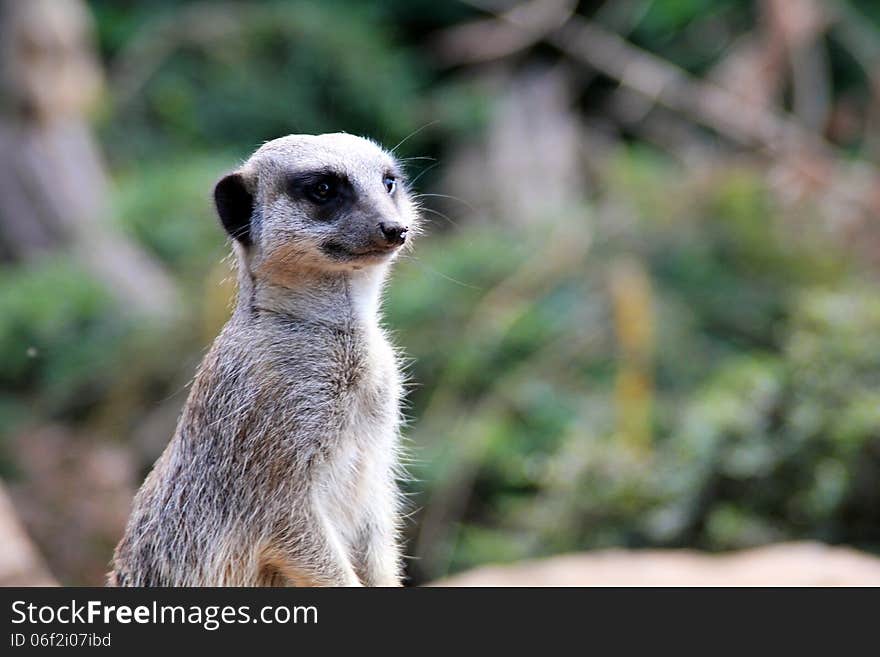 Portrait of a meerkat taken at Twycross Zoo