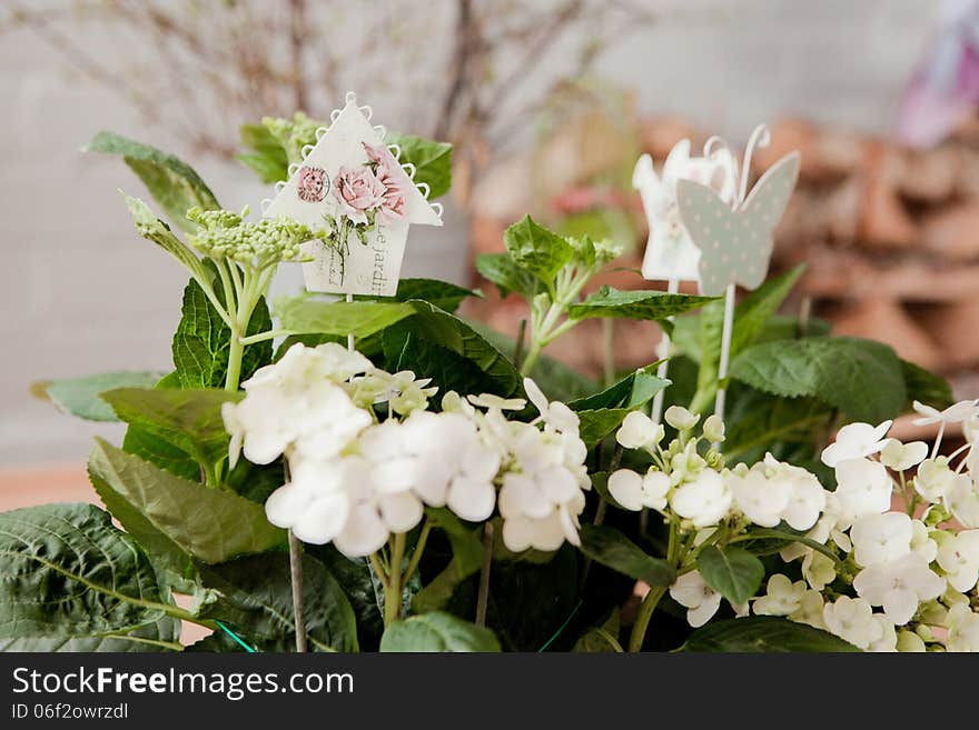 Sings of butterfly, house and white flowers