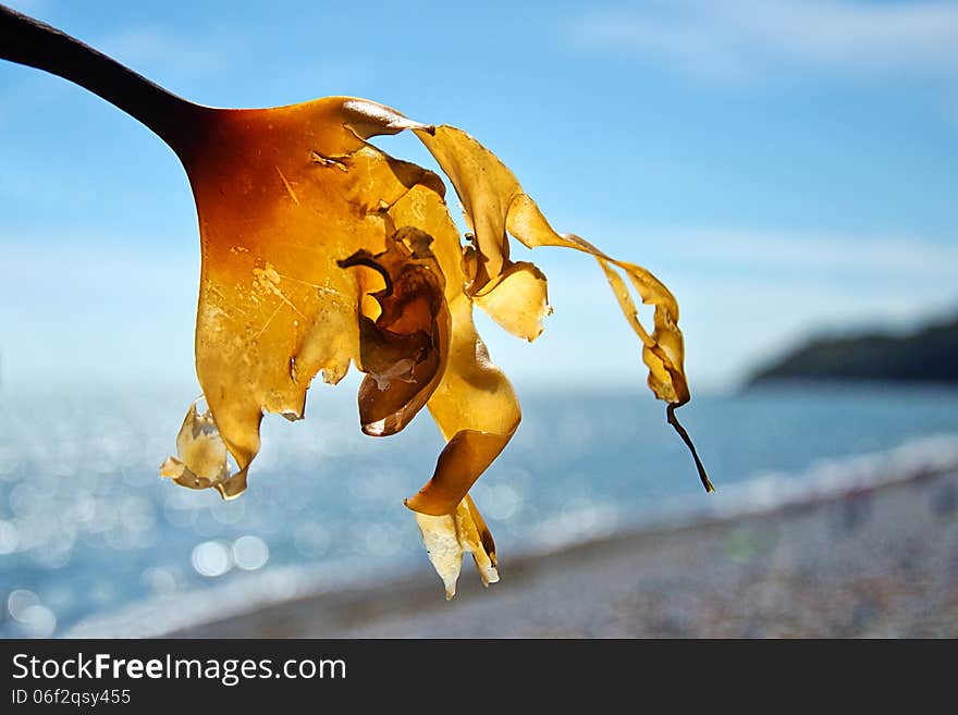 Seaweed held up and back-lit by the sun to show the details. Seaweed held up and back-lit by the sun to show the details.