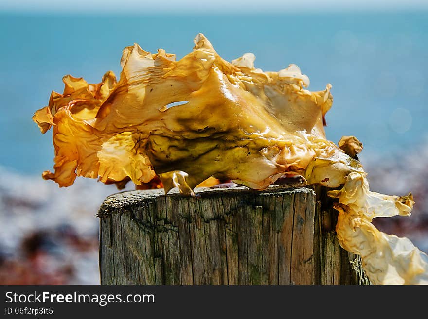 Seaweed placed on a wooded post to highlight details and textures. Seaweed placed on a wooded post to highlight details and textures.