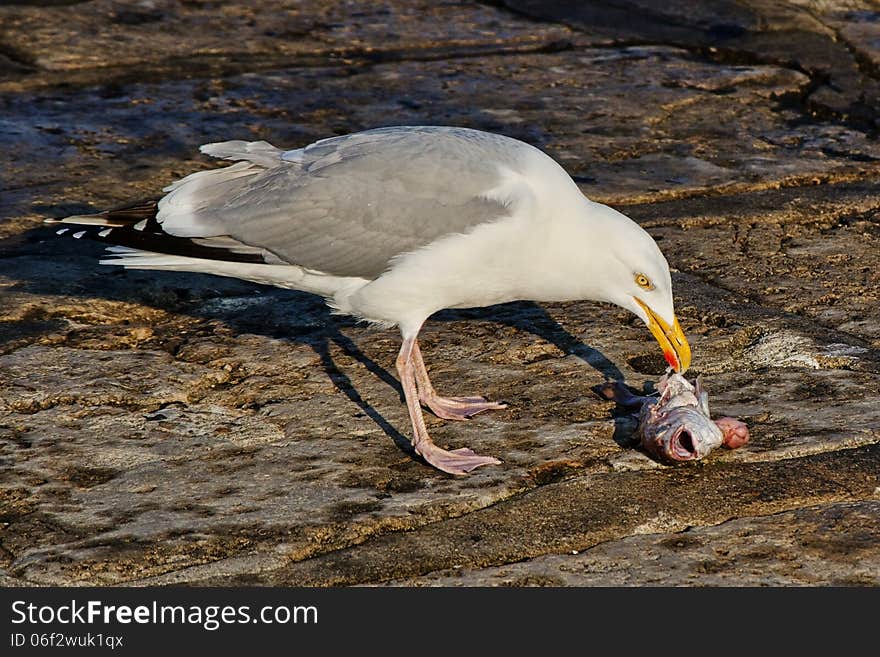 A Herring gull at the harbour eating scraps of fish. A Herring gull at the harbour eating scraps of fish.