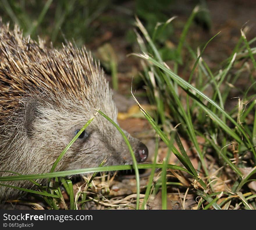 Hedgehog in the grass in nature