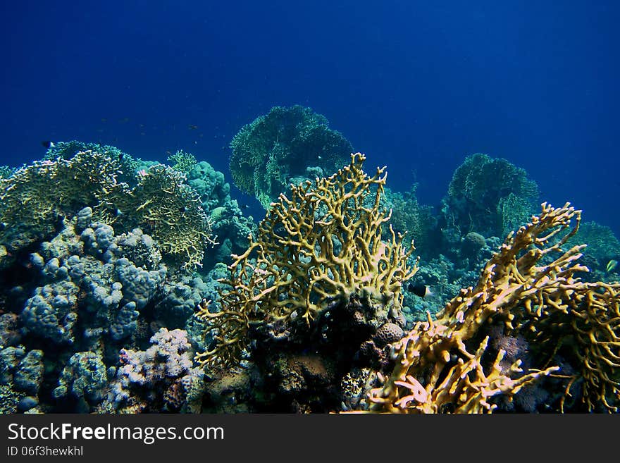 Beautiful coral in the blue sea in egypt