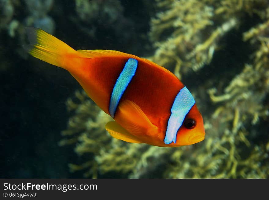 Red sea anemonefish side