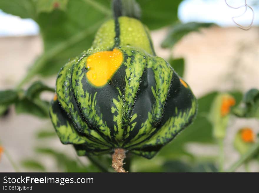 Ornamental Gourd