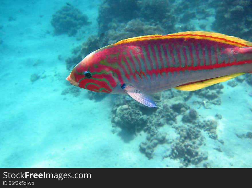 Red sea junker very close to the dip in the sea. Red sea junker very close to the dip in the sea