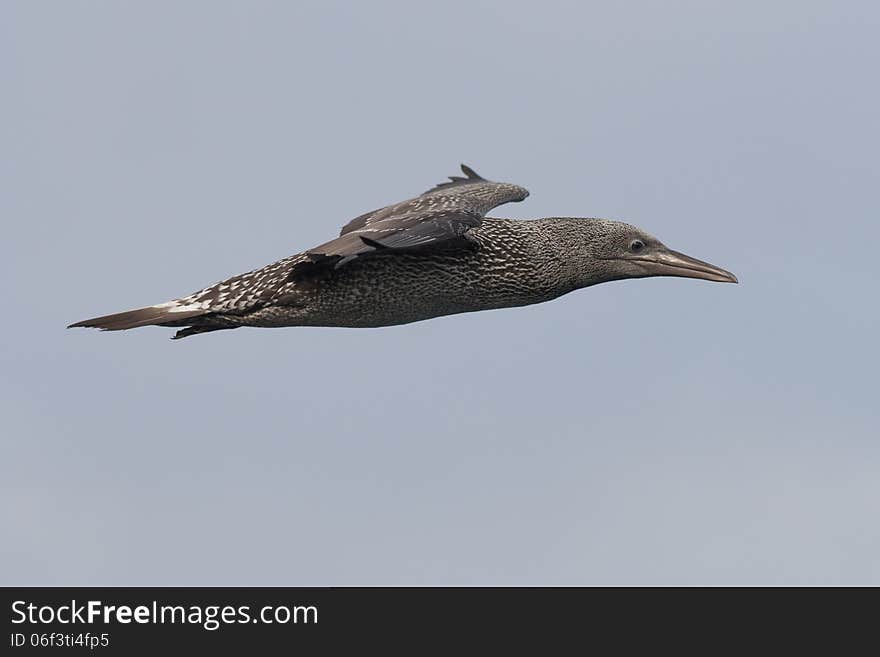 Young gannet flying above the sea