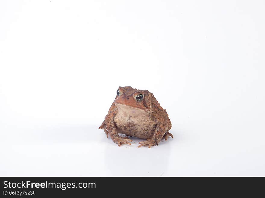 Toad