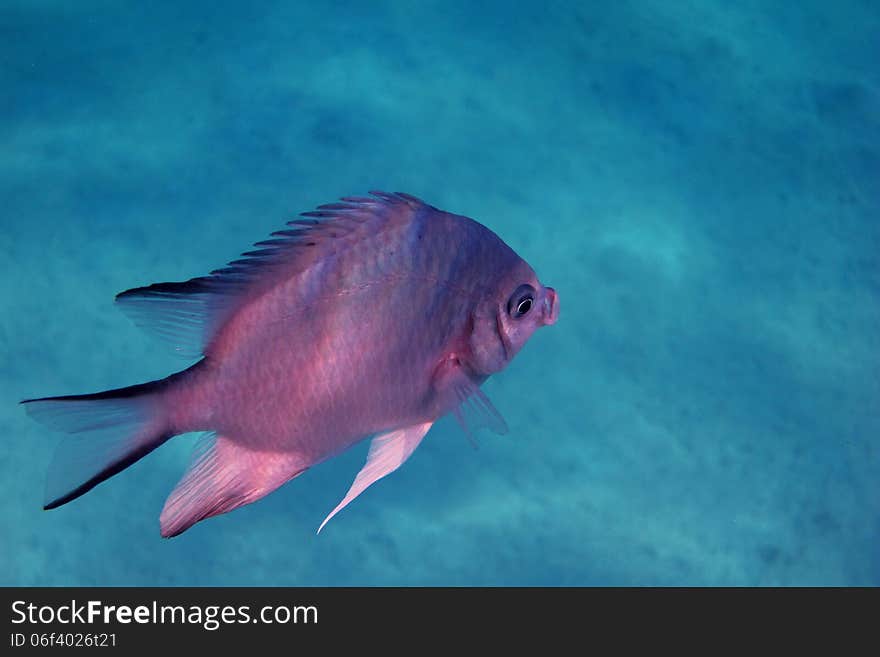 White bellied demoiselle fish in the sea in egypt