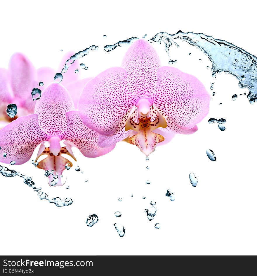 Nice pink orchid flowers in splashing water. Nice pink orchid flowers in splashing water