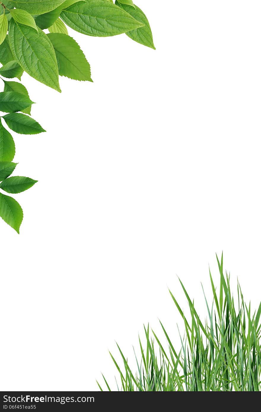 Nice border made from green leaves and grass on white background