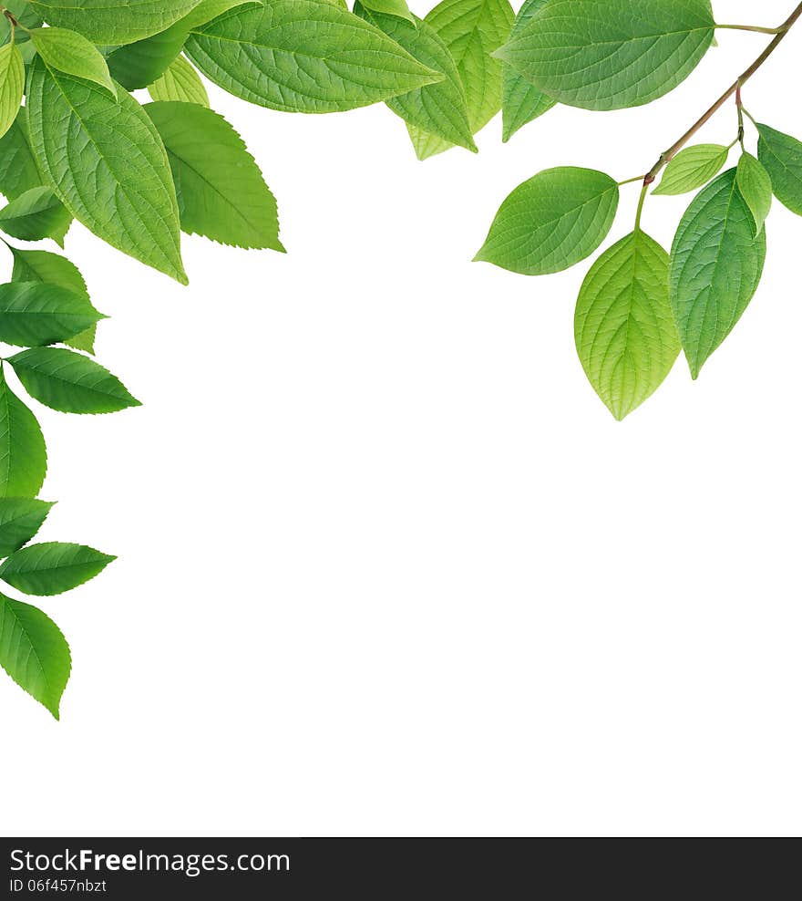 Nice border made from green leaves on white background. Nice border made from green leaves on white background