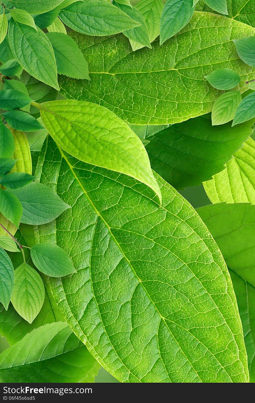 Green Leaves Background