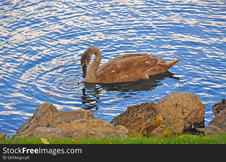 A Beautiful and Peaceful Bird on a Lake