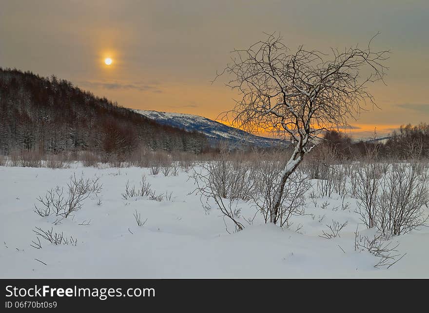 Winter dawn in the forest in the Far East. Russia. Winter dawn in the forest in the Far East. Russia.