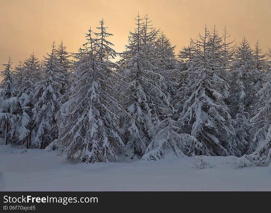 Winter landscape