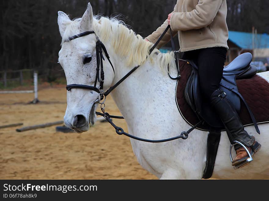 Horse and rider in motion