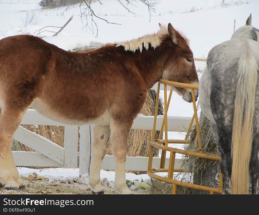 Close up of Horse