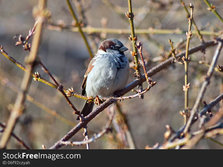 Sparrow Sitting On A Tree Branch